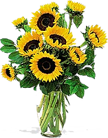 fleurs de Tournesol Vent du large